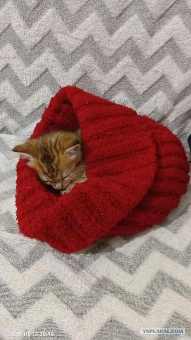 К-котовторник