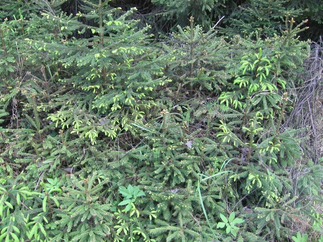 Как я сажал лес