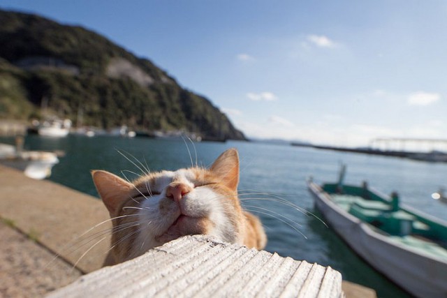 Двумя островами в Японии правят кошки