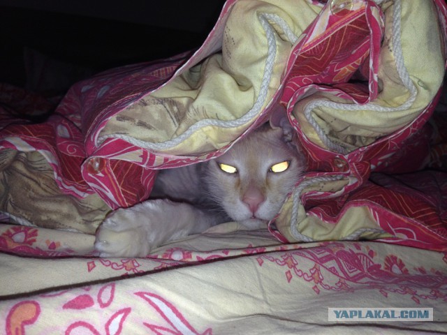 Котовторник 27.5.2014