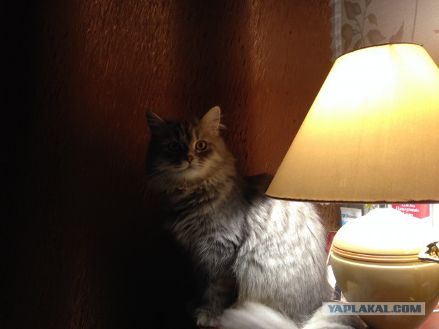 Котовторник 28.10.2014