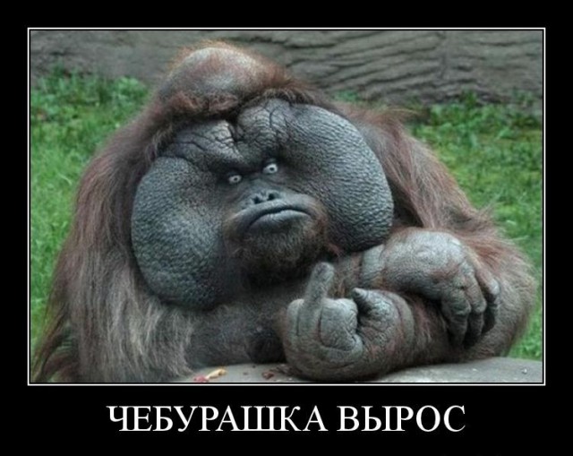 Забавные картинки из сети