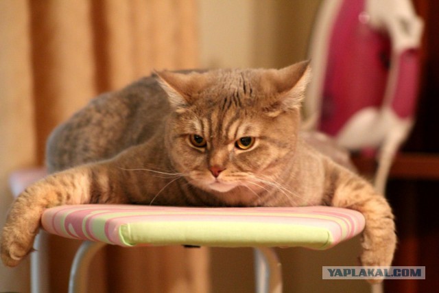 25 кошек, которые спят где угодно