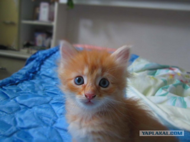 Котовторник