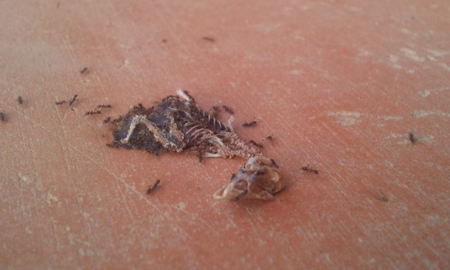 Маленький птенец муравьям "на один зуб"