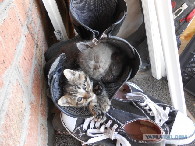 Прикольные коты
