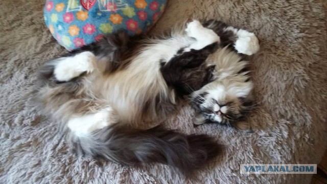 16 мейн-кунов, в сравнении с которыми ваш котик