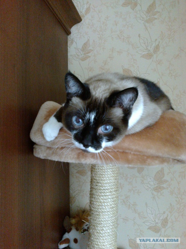 Котовторник 15.12.2015