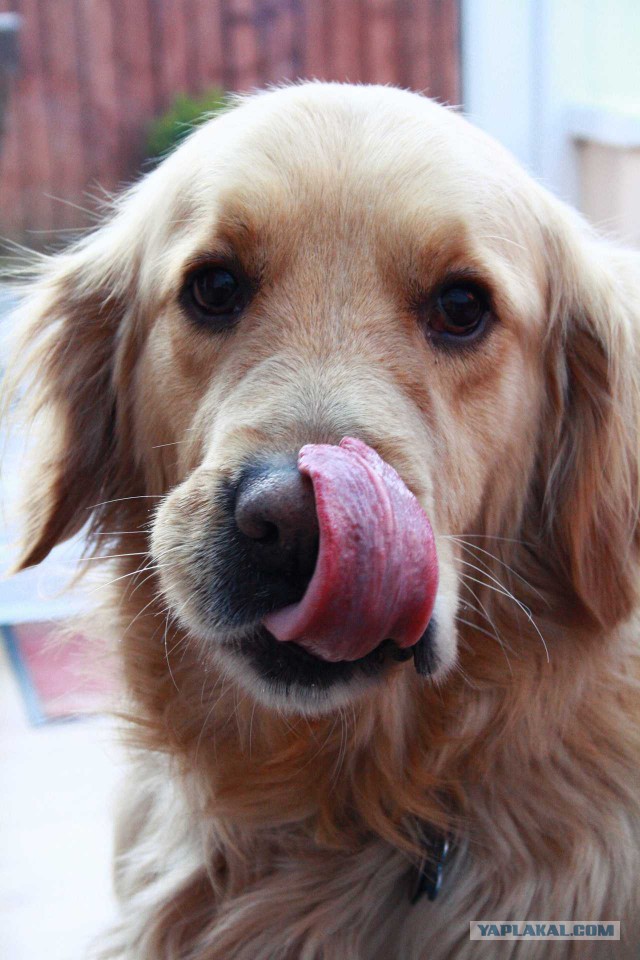 Собакочетверг