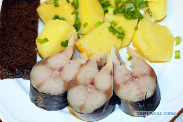 Скумбрия малосольная