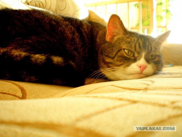 Кото-вторник 24 Мая 2016го :)