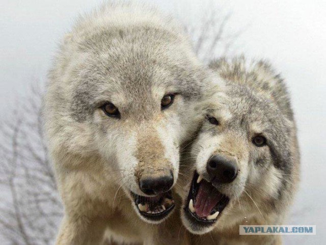 Любопытные и забавные фото с волками