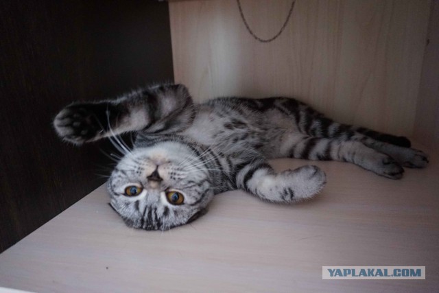 Покажи свою киску?