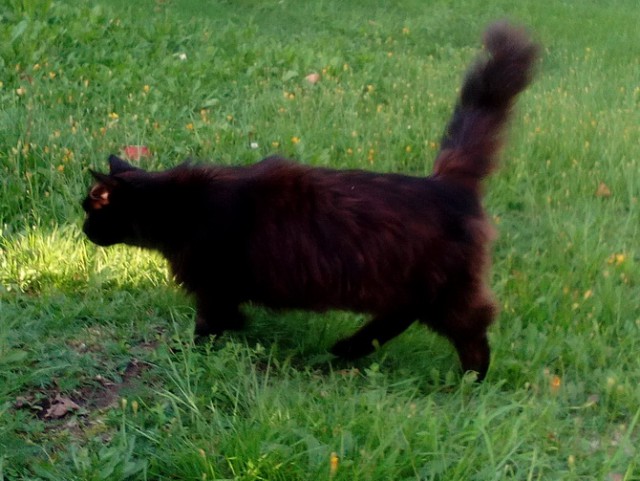 Котовторник 28.03.2017
