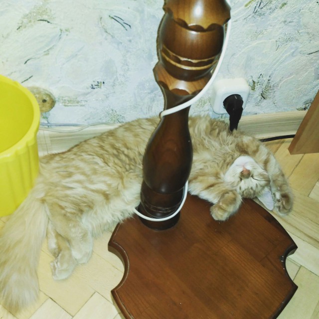 Коты и Кошки