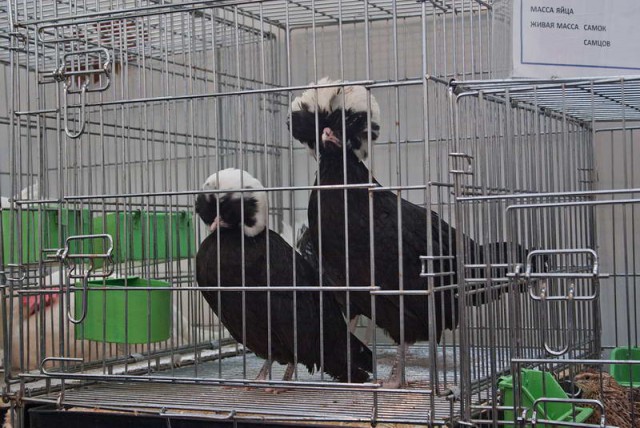 Живность из сети