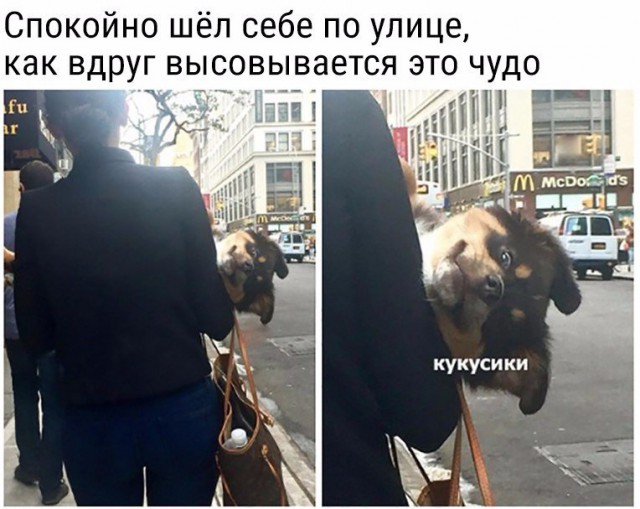 Подборка забавных животных