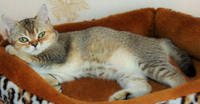 Коты и Кошки