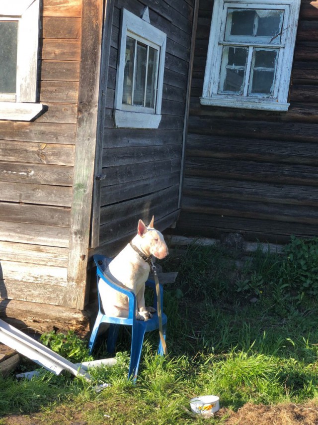 Живность из сети