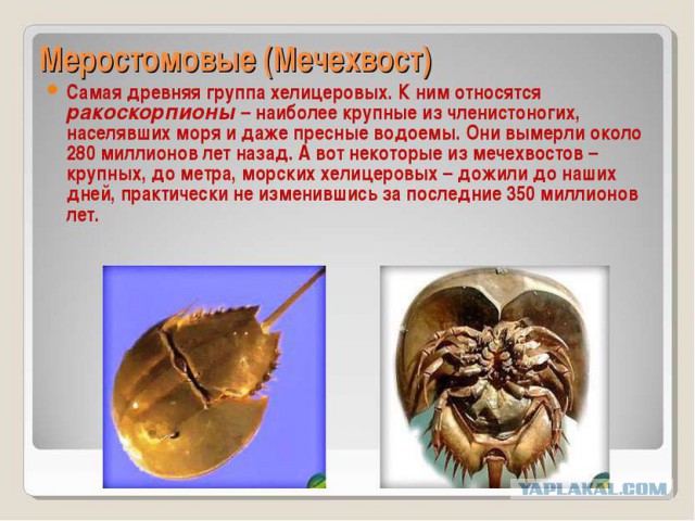 На Ставрополье в Георгиевском озере завелись ровесники динозавров