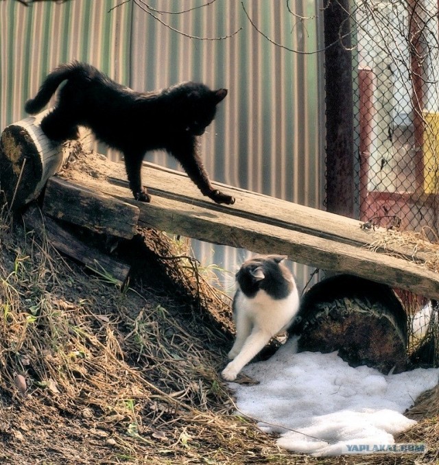 Котосреда (06.05.2009)