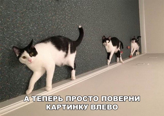 Немного милоты
