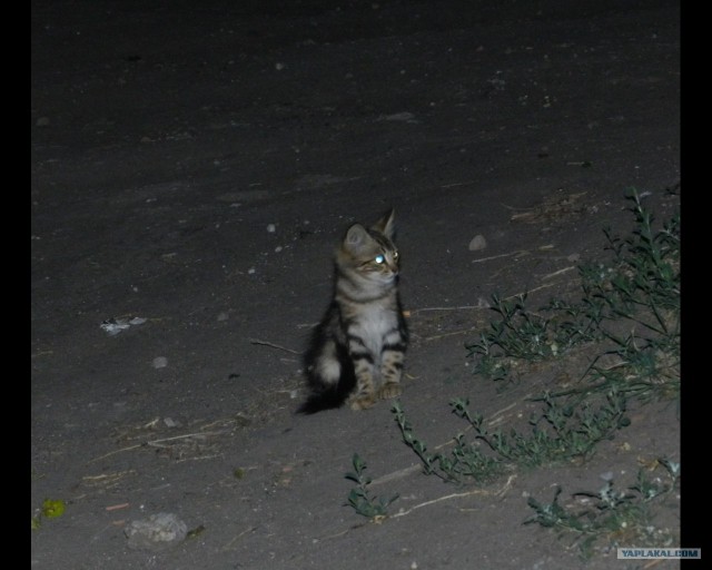Первый котовторник июля