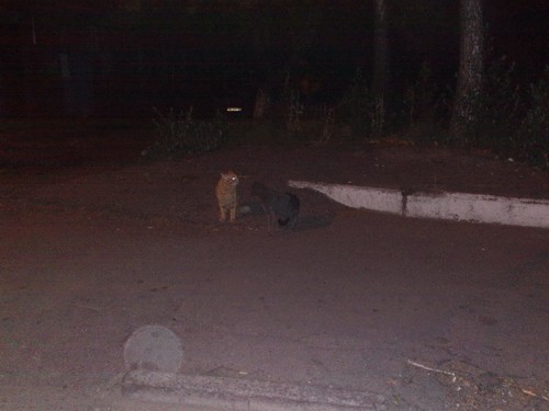 Котовторник в "КотоГетто"