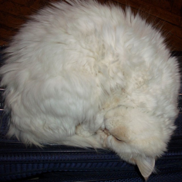Котовторник 17 января