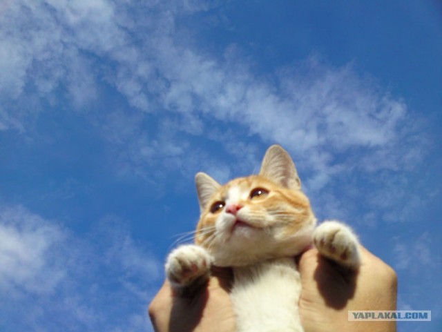 Котовторник 27.03.2012