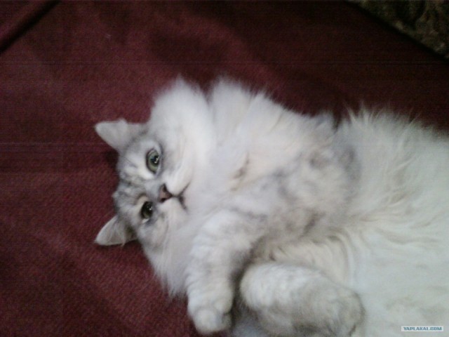 Котовторник (15.05.2012)