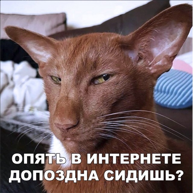 Забавные фото котеек