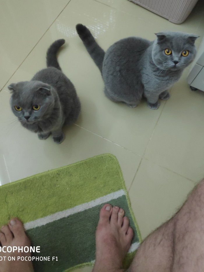 Котовторник  06.08.2019