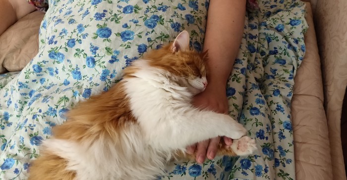 Начнем котоФторник?