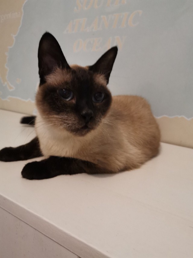 Коты из сети