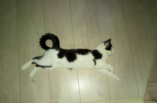 Давайте по котикам, которые с нами на самоизоляции