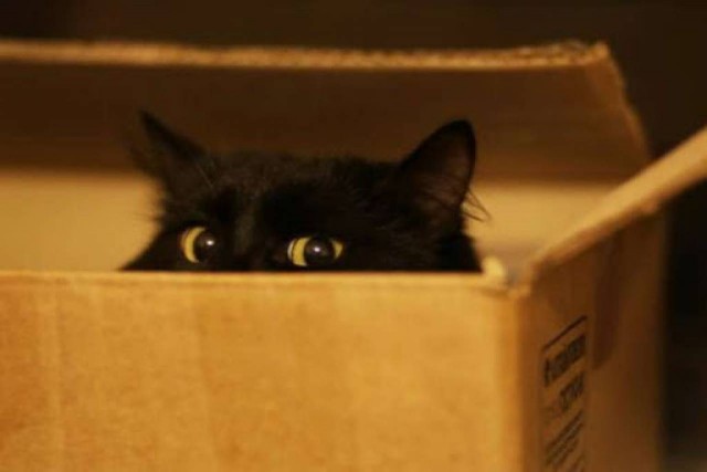 «В суд пойду, коту дело шьют»: в лиде мужчина оказался в суде из-за драки двух котов