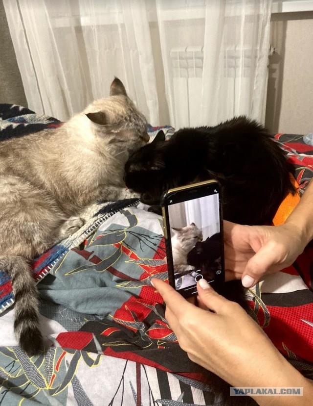 В постели с котом