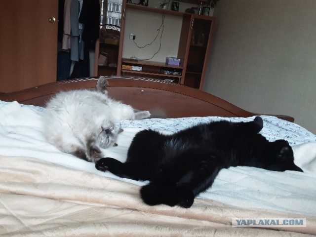 Котовторник. Добавляйте своих