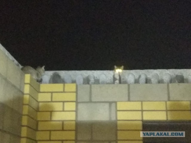 Кошатник