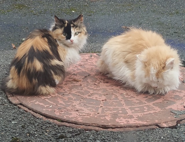 Котовторник ведь начался!