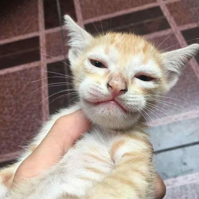 А вот и котовторник 24.05.2022