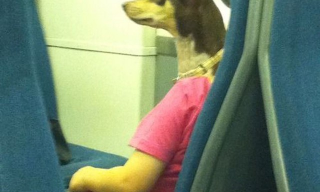 Это нужно развидеть: 14 забавных фото, которые обманут ваше зрение