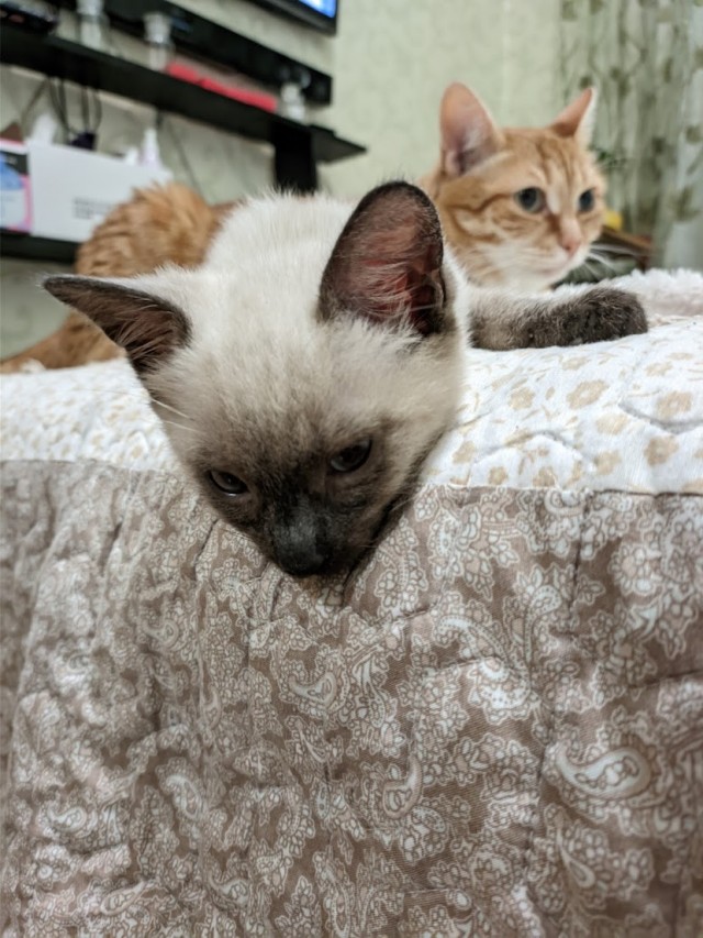 Котовторник от Jus`а или просто Кекс