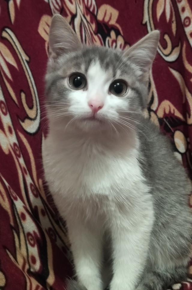 Новый житель