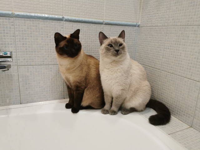 Котовторник 1.11.22