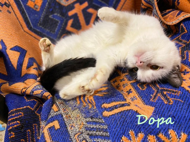 Жизнь домашнего приюта "Котоленд" 366
