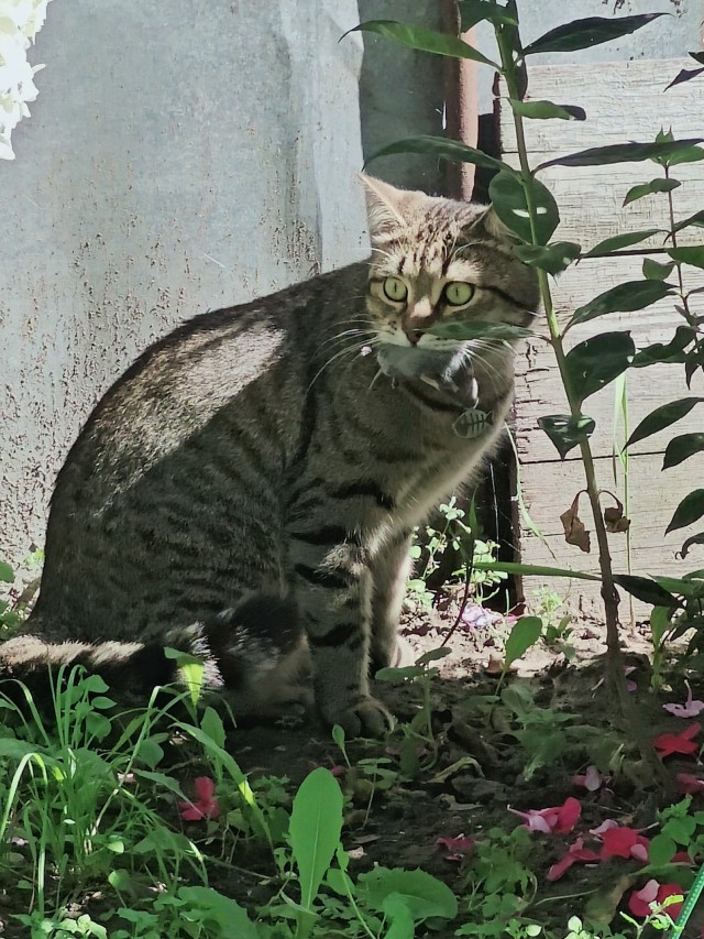 Ненужный кот