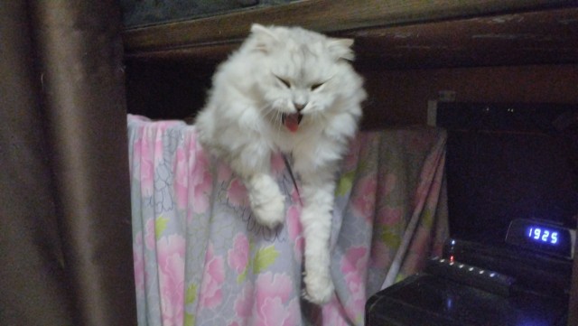 Котик скучает