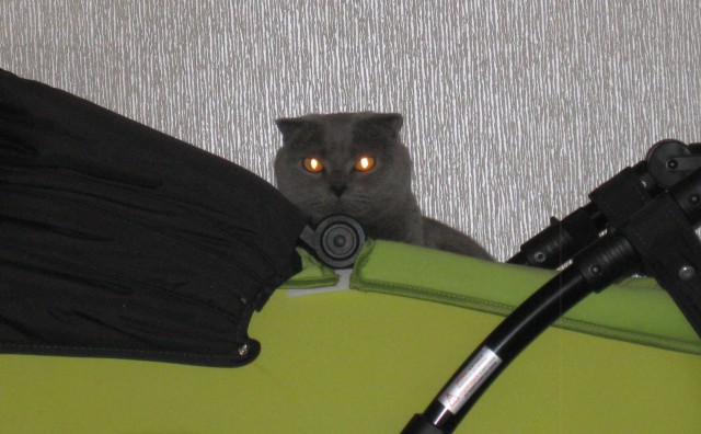 Котовторник 30.04.2013